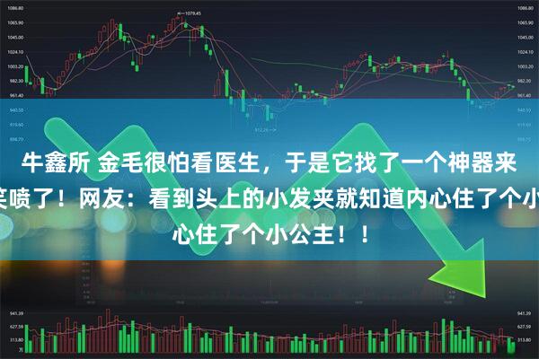 牛鑫所 金毛很怕看医生，于是它找了一个神器来壮胆，笑喷了！网友：看到头上的小发夹就知道内心住了个小公主！！